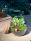 Fittonia, Ficus Pumilla with Moss Arrangement in Short Covered Jar Terrarium