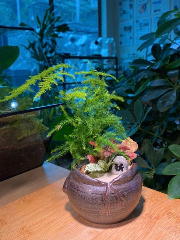 Fittonia with Asparagus Fern Arrangement in Broken Vase Designer Pot