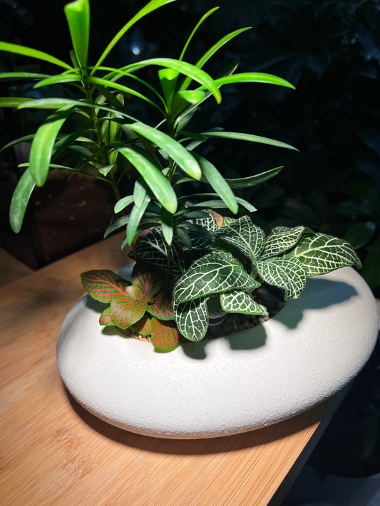 Fittonia with Podocarpus Arrangement in White Faux Stone Concrete Pot