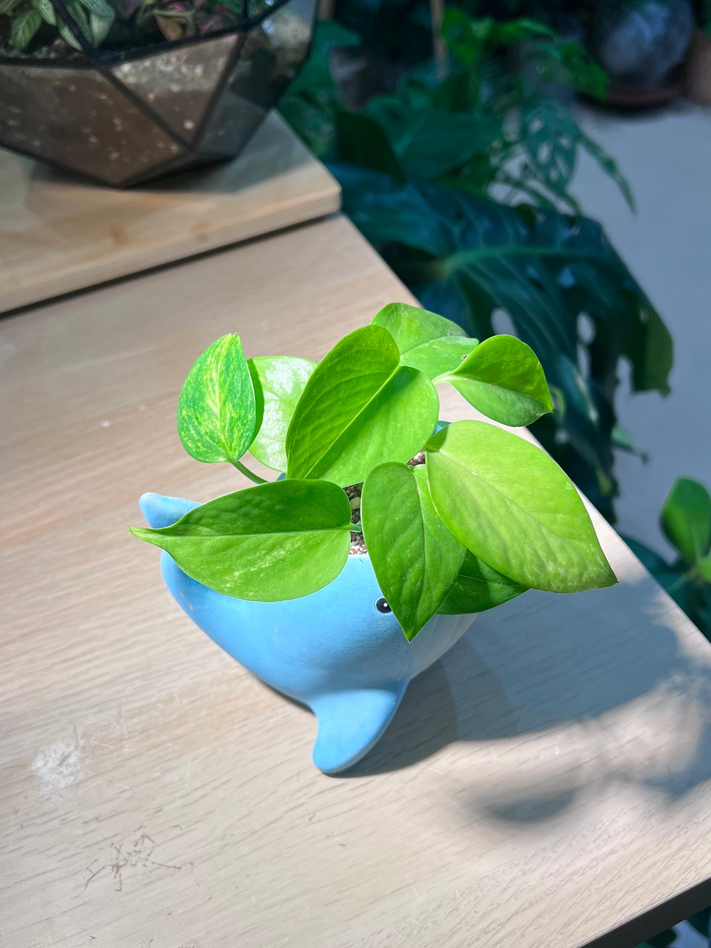 Money Plant (Epipremnum Aureum) in Whale Animal Ceramic Pot