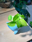 Money Plant (Epipremnum Aureum) in Whale Animal Ceramic Pot