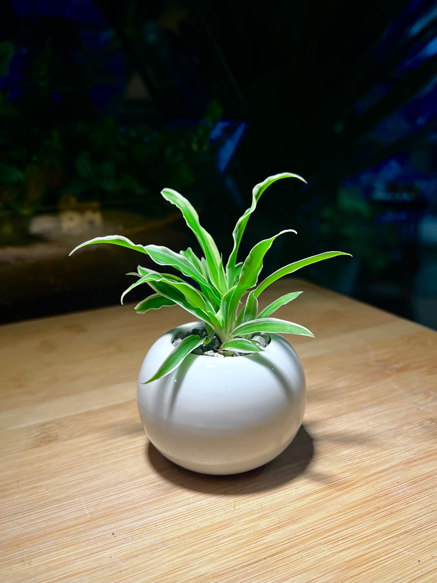 Chlorophytum (Spider Plant) in Small Round Ceramic Pot