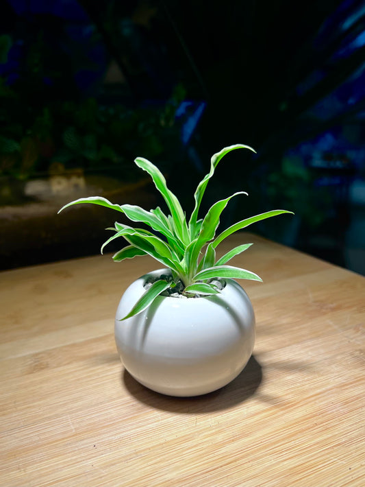 Chlorophytum (Spider Plant) in Small Round Ceramic Pot