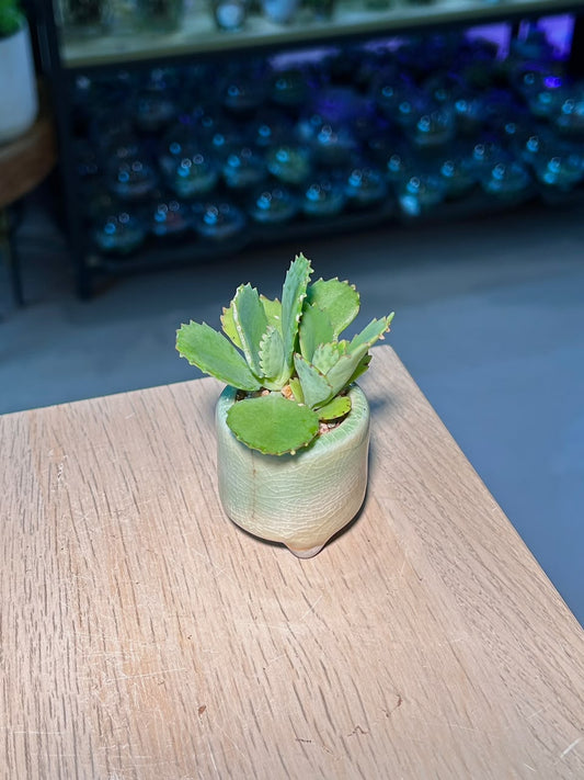 Air Plant Mother of Thousands (落地生根) Kalanchoe Pinnata in Light Green Glazed Ceramic Pot