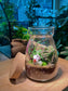 Fittonia and Fern with Moss Arrangement in Cover A Line Glass Jar