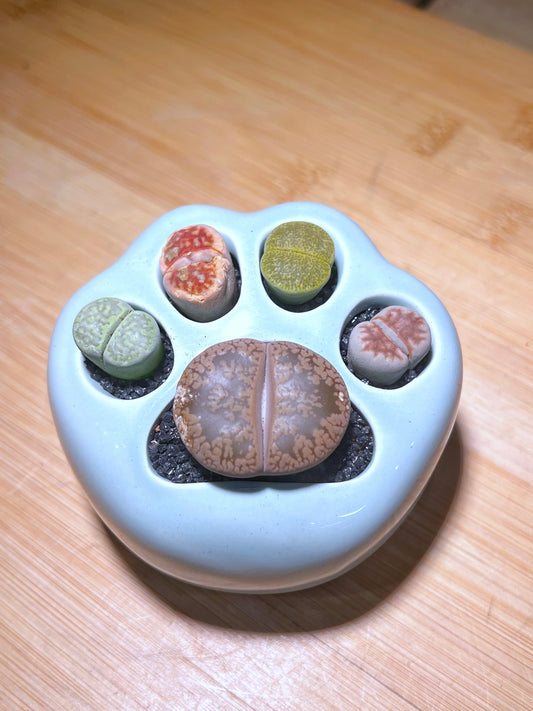 Lithops in Bluish Bear Paw Pot