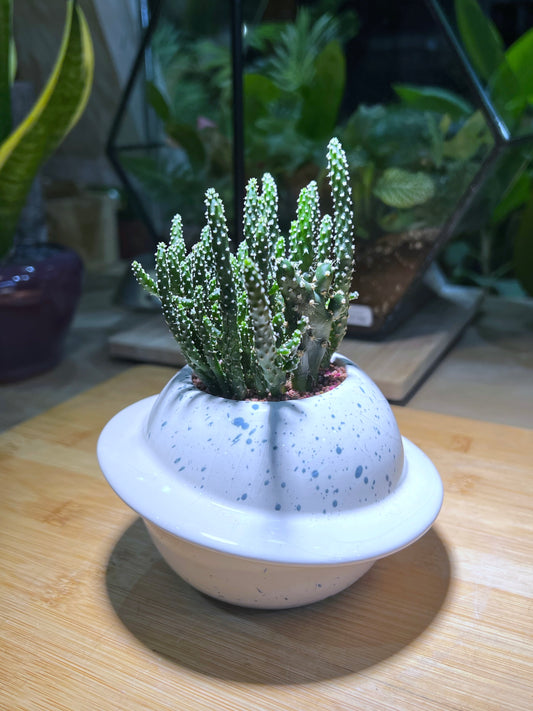 Opuntia in White Blue Ocean Ceramic Pot