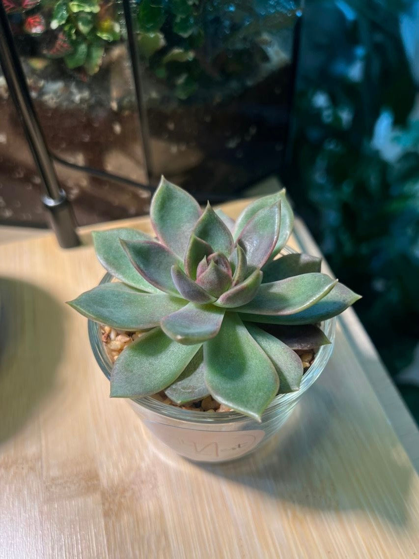 Succulent in Glass Pot