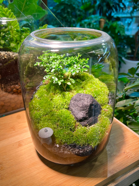 Moss and Muraya Arrangement in Tall Fishbowl Glass without Lid