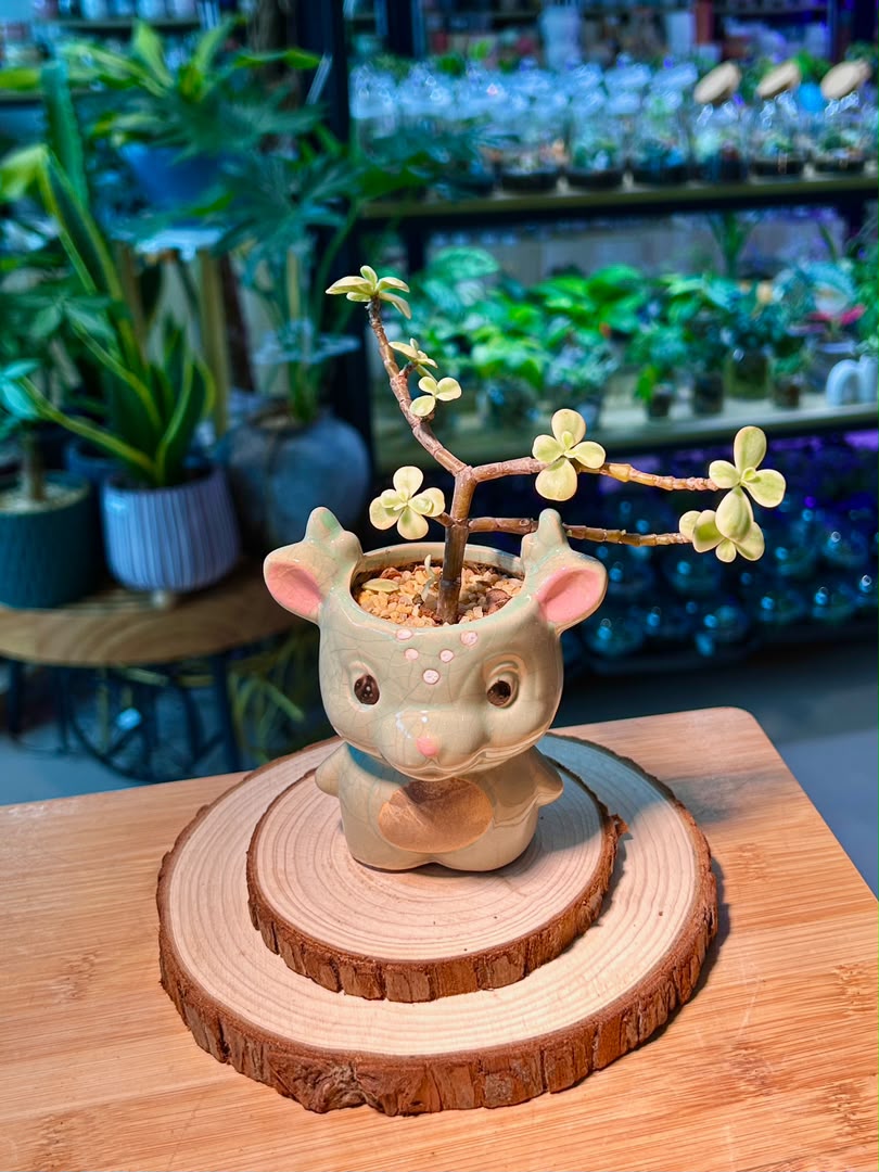 Variegated Elephant Bush (Succulent) in Cute Ceramic Deer Pot
