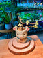 Variegated Elephant Bush (Succulent) in Cute Ceramic Deer Pot