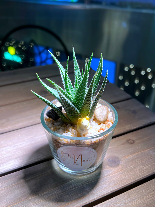 Fasciated haworthia in Glass Pot