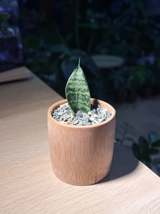 Snake Plant in Bamboo Pot