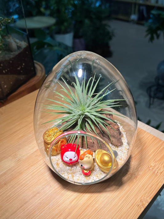 CNY Theme - Airplant in Eggette Glass Terrarium (M)