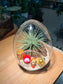 CNY Theme - Airplant in Eggette Glass (M)