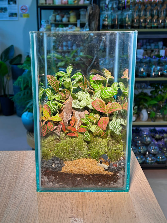 Indoor Plant Arrangement Fittonia (网纹草) in Tall Rectangular Aqua Glass
