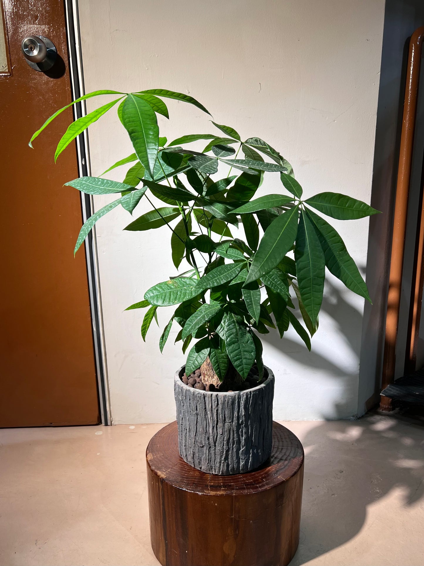 Pachira Tree (发财树) in Stone Textured Pot