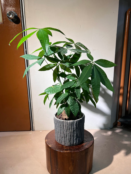 Pachira Tree (发财树) in Stone Textured Pot