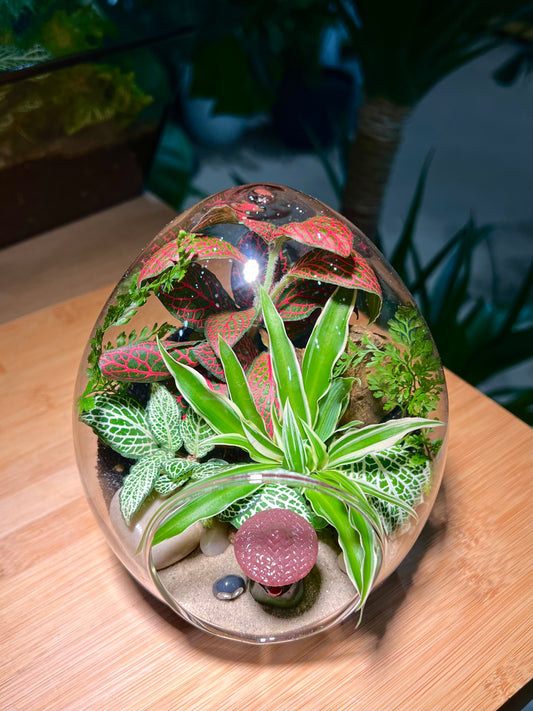 Fittonia with Spider Plant Arrangement in Eggette Glass (M)
