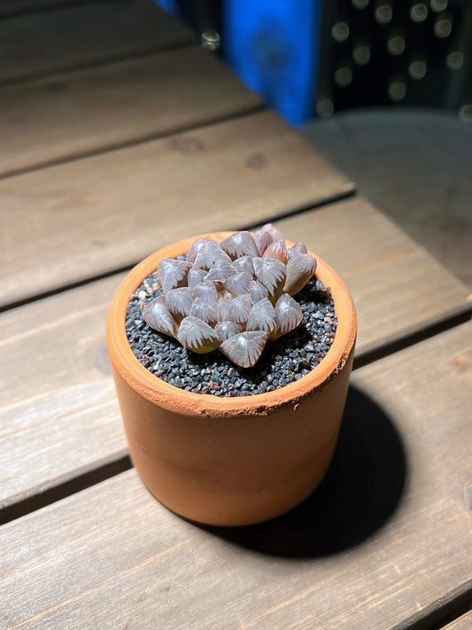 Haworthia Obtusa in Chocolate Textured Claypot