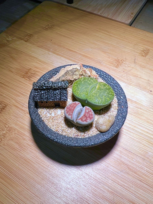 Lithops in Saucer Plate Pot