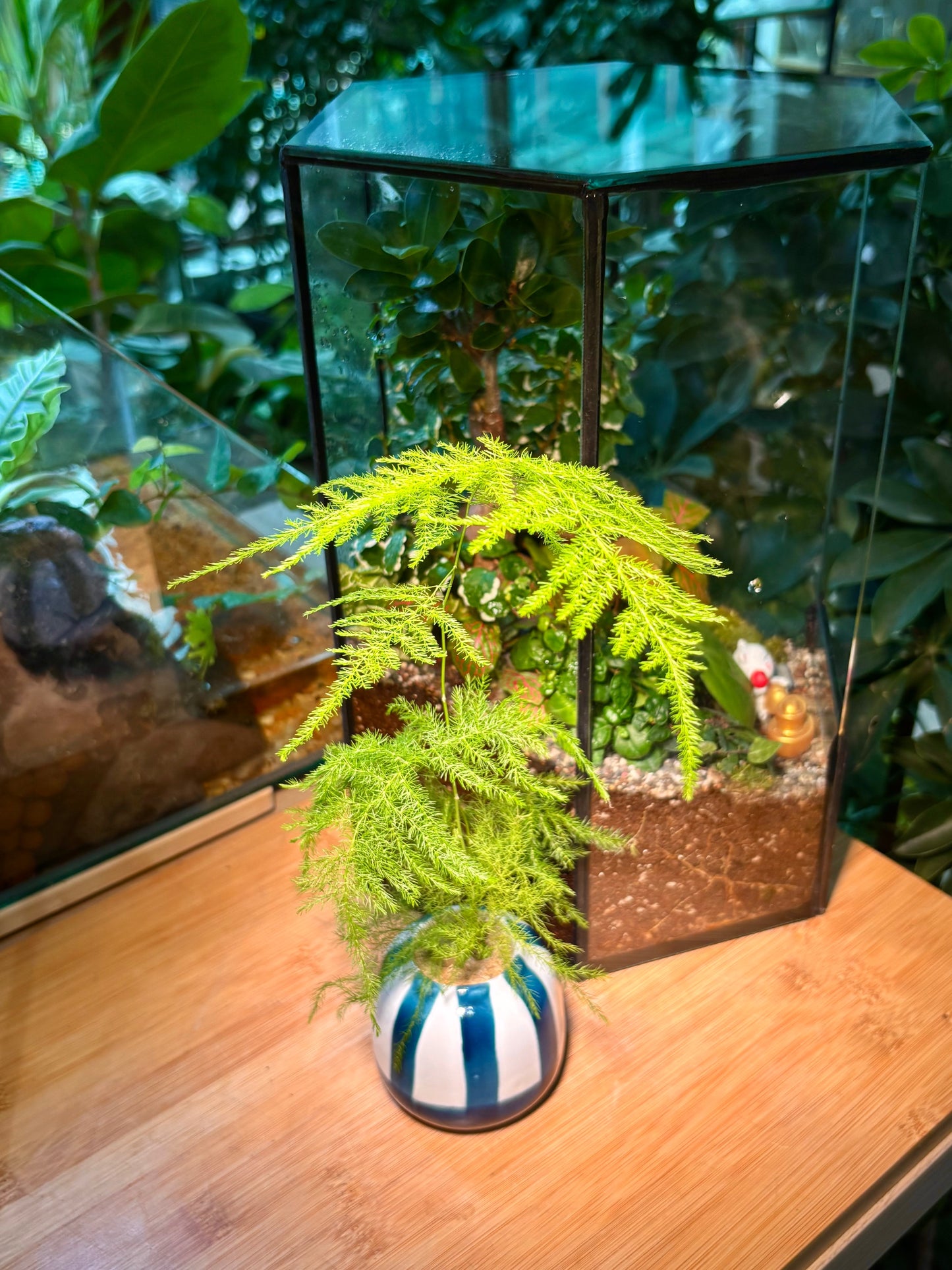 Asparagus Fern in Cotton Waves Pot 💙🤍