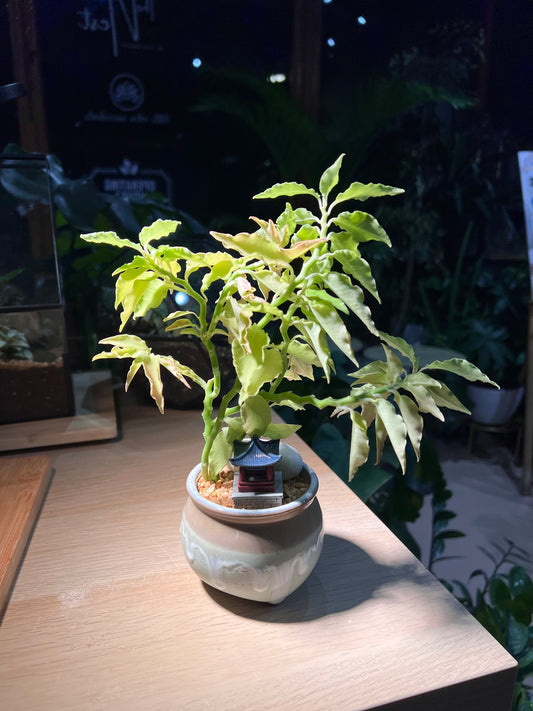 Euphorbia Tithymaloides in Ceramic Pot
