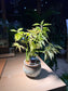 Euphorbia Tithymaloides in Ceramic Pot