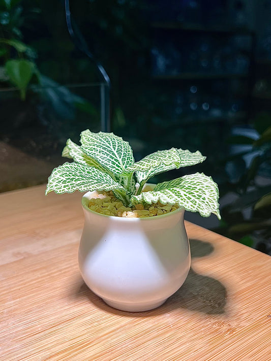 Fittonia in Small Belly Ceramic Pot