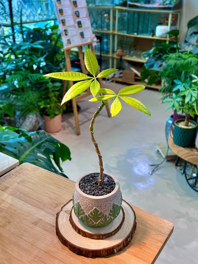 Pachira Aquatica (Money Tree) in Designer Pot
