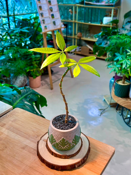 Pachira Aquatica (Money Tree) in Designer Pot