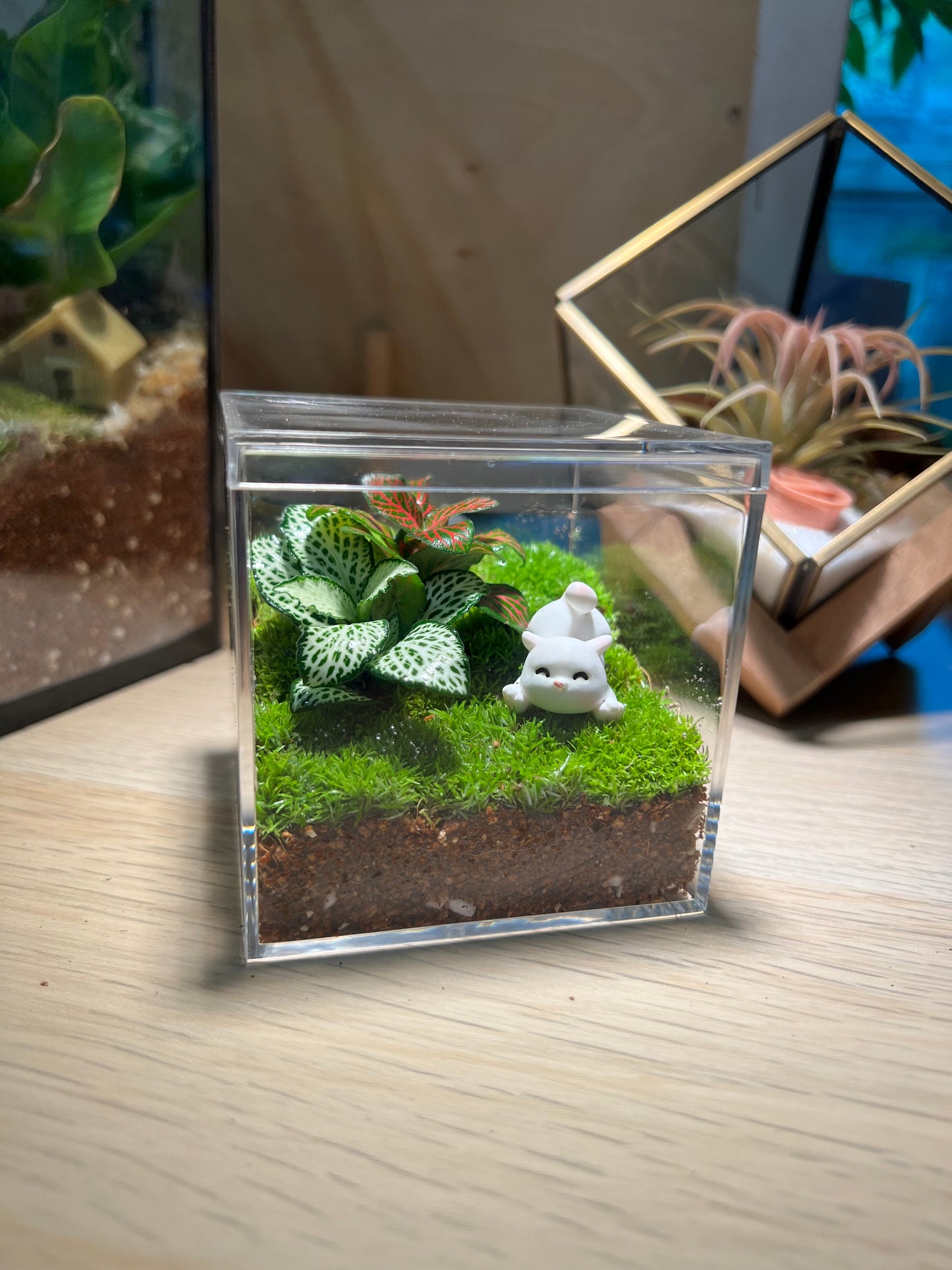 Indoor Plant Terrarium in Arcylic Box (M)