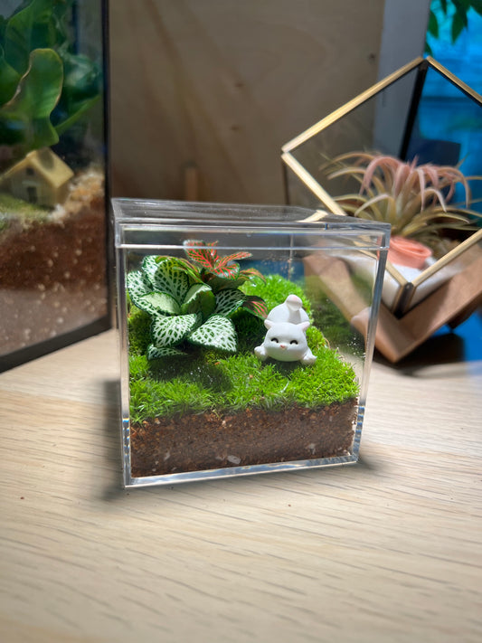 Indoor Plant Terrarium in Arcylic Box (M)
