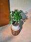 China Doll Plant (幸福树) Radermachera Sinica in White Matte Ceramic Pot