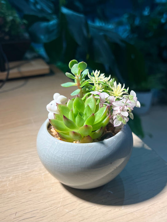 Succulent Arrangement in Sky Blue Round Ceramic Pot