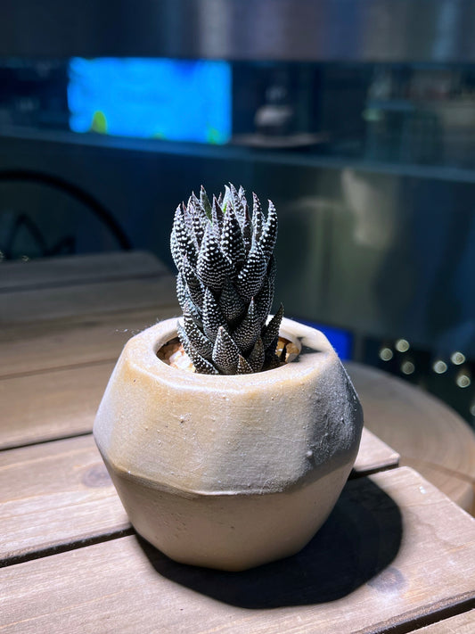 Haworthiopsis Reinwardtii in Light Brown Ceramic Pot