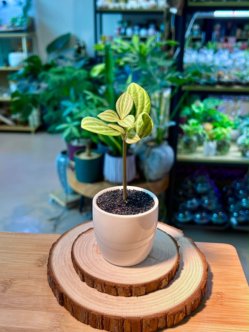 Peperomia Puteolata (Indoor Plant) in Ceramic Pot