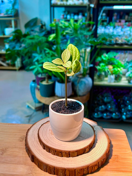 Peperomia Puteolata (Indoor Plant) in Ceramic Pot