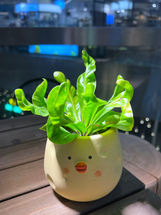 Bird’s Nest Fern in Chicky Pot