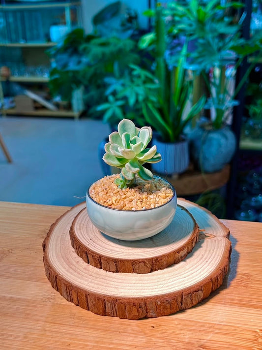 Echeveria (拟石莲花) in Blue Glazed Ceramic Pot