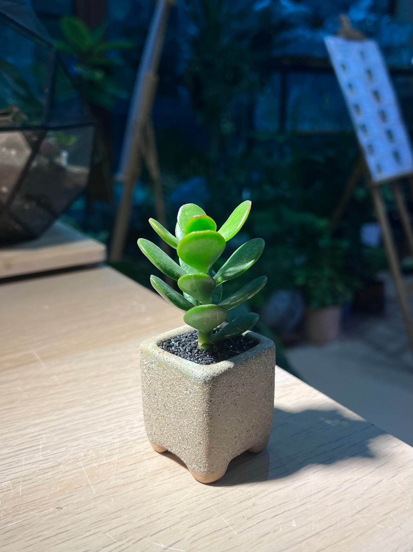 Jade Plant (Crassula) in Matt Textured Claypot