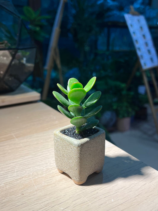 Jade Plant (Crassula) in Matt Textured Claypot