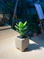Jade Plant (Crassula) in Matt Textured Claypot