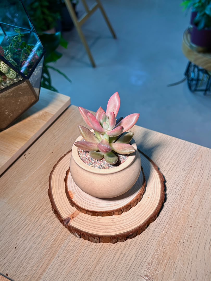 Graptosedum (姬胧月) Succulent in Matte Ceramic Pot