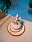Graptosedum (姬胧月) Succulent in Matte Ceramic Pot