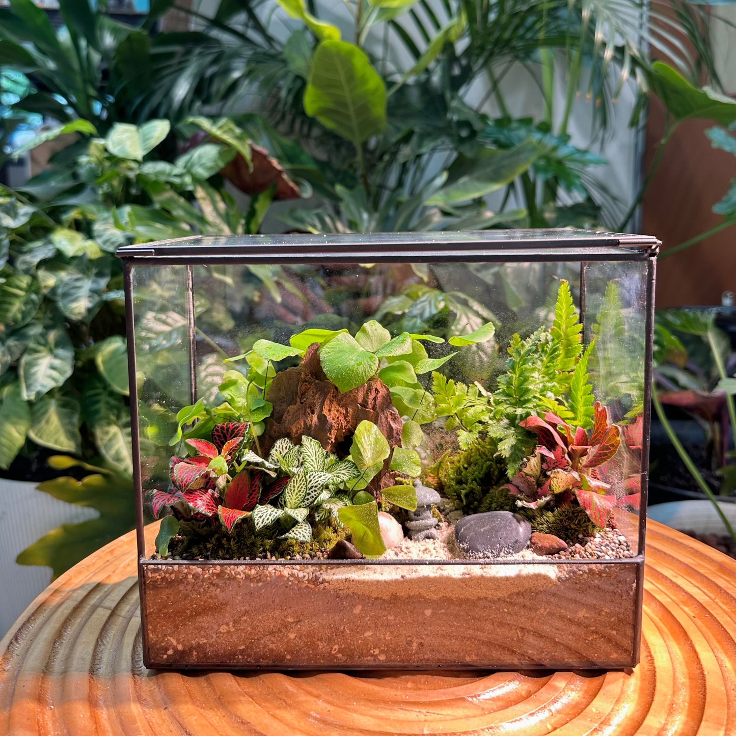 Indoor Plant Arrangement in Black Frame Designer Terrarium