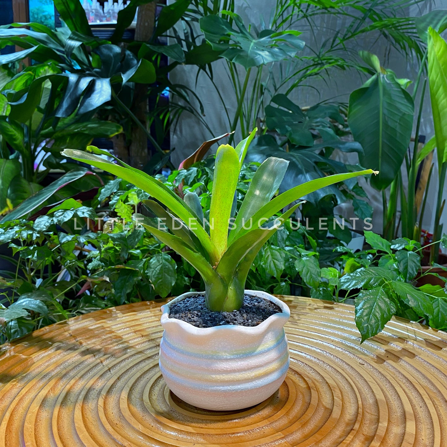 Bromeliad in Rainbow Color Designer Pot