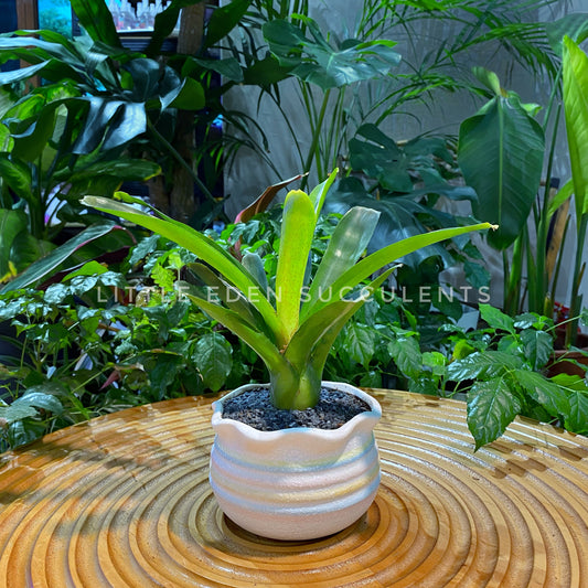 Bromeliad in Rainbow Color Designer Pot