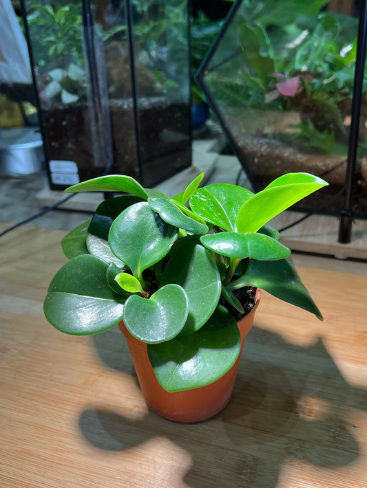 Dark Green Peperomia in Plastic Pot