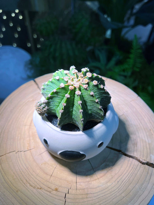 Gymnocalycium in Bear Pot